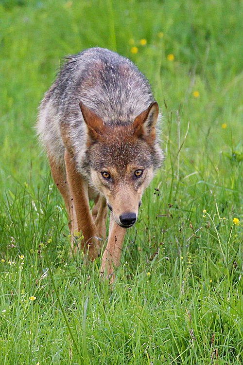 Zoči voči, Vladimír Michalec