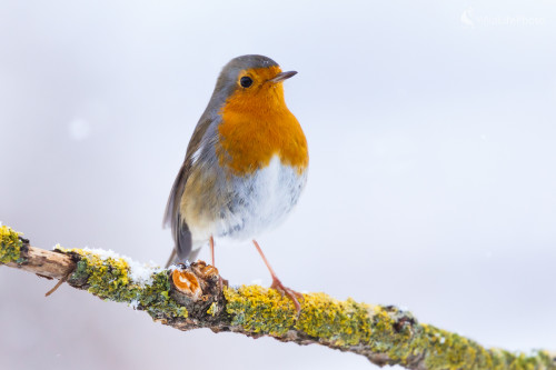 červienka obyčajná (Erithacus rubecula), Jaroslav Praženka