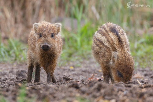 Diviak lesný (Sus scrofa), Jaroslav Praženka