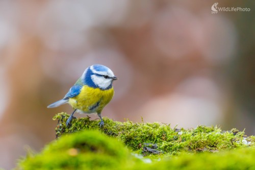 sýkorka belasá (Cyanistes caeruleus), Jaroslav Praženka