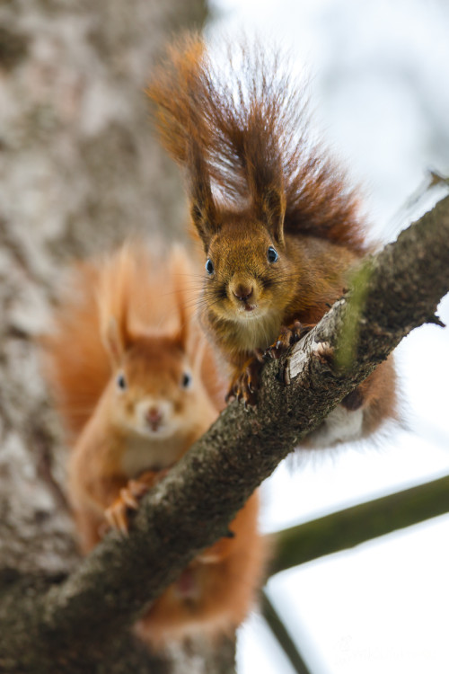 Veverica obyčajná (Sciurus vulgaris), Jaroslav Praženka