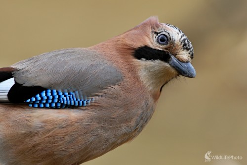 Zvedavá sojka, Maroš Detko