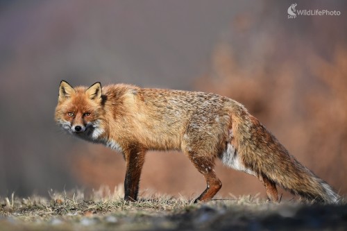Foxík, Ľubomír Ondráško