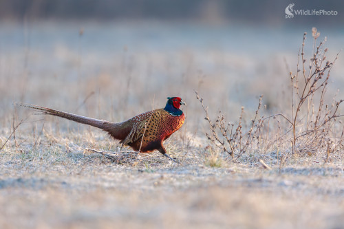 bažant obyčajný (Phasianus colchicus), Jaroslav Praženka
