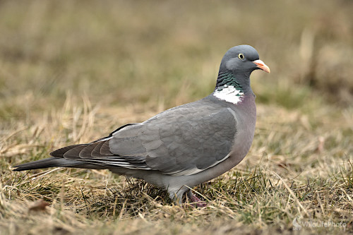 Holub  hrivnák, Vladimír Sabo