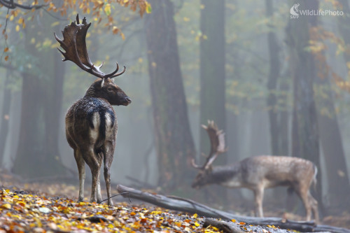 Daniel škvrnitý (Dama dama), Jaroslav Praženka