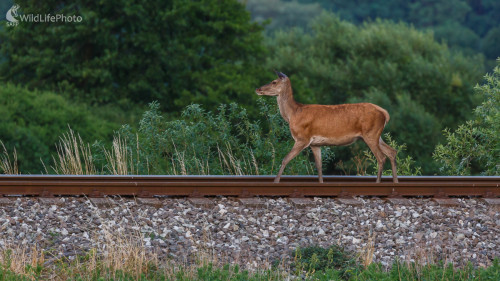 Jeleň lesný (Cervus elaphus), Jaroslav Praženka