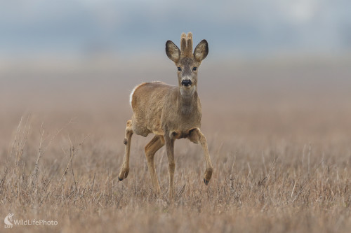 Srnec lesný (Capreolus capreolus), Jaroslav Praženka