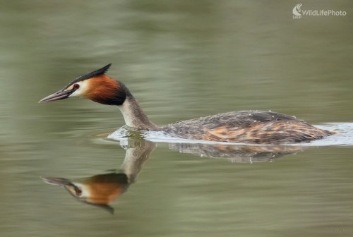 Potápka, Vladimír Michalec
