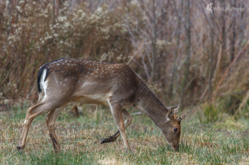 Daniel škvrnitý (Dama dama), Jaroslav Praženka
