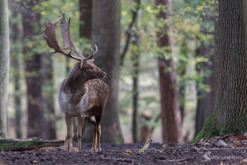 Daniel škvrnitý (Dama dama), Jaroslav Praženka