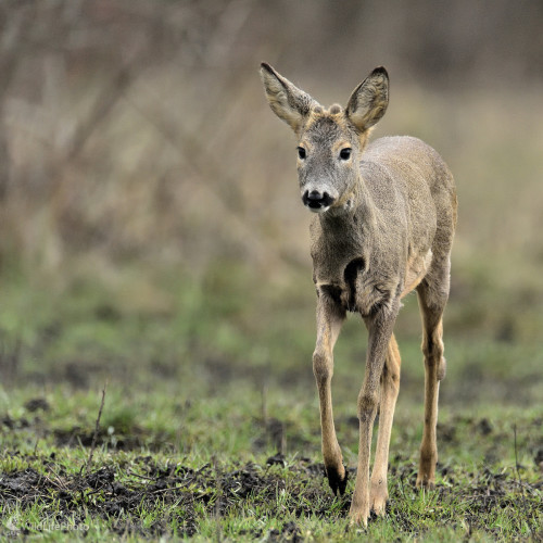 Gombičkár, Vladimír Sabo