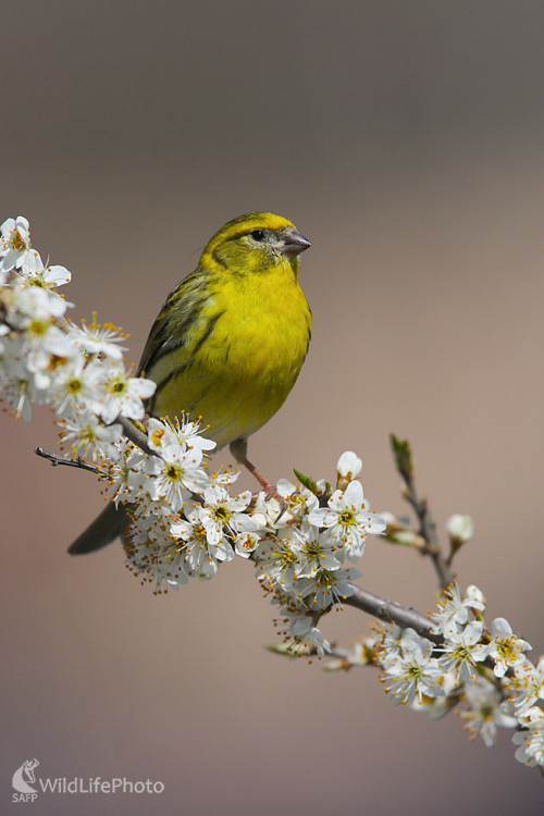 Kanárik poľný, Dominik Kalata