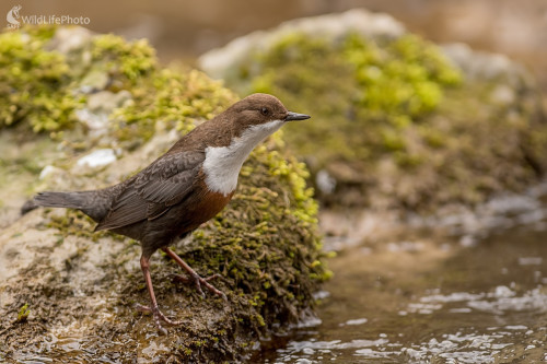 Vodnár, Ľubomír Ondráško