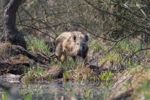 Diviak lesný (Sus scrofa), Jaroslav Praženka