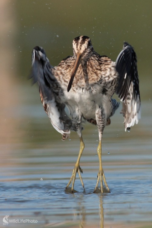 September 2010 -  Močiarnica mekotavá (Gallinago gallinago), Martin Šabík