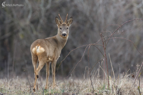 Srnec lesný (Capreolus capreolus), Jaroslav Praženka