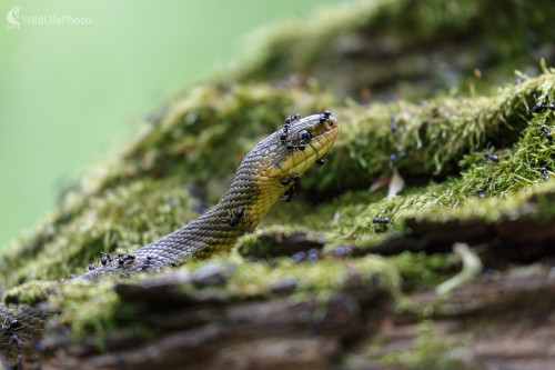 Užovka stromová (Zamenis longissimus), Jaroslav Praženka