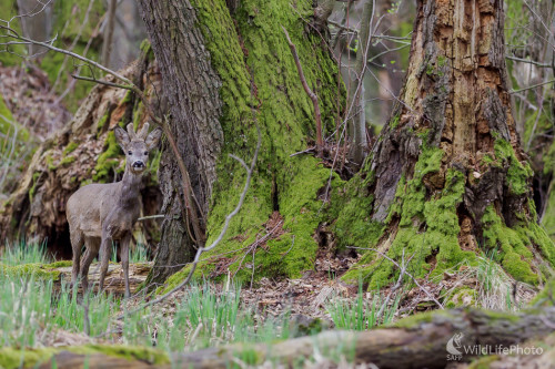 Srnec lesný (Capreolus capreolus), Jaroslav Praženka