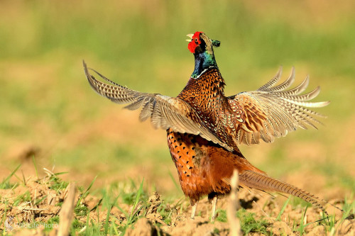 Tokajúci, Vladimír Sabo
