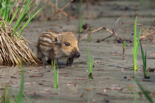 Diviak lesný (Sus scrofa), Jaroslav Praženka