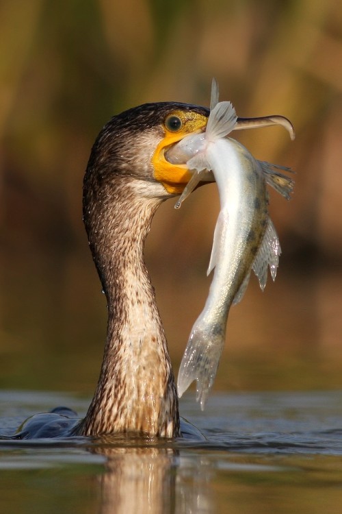 September 2011 - Kormorán velký (Phalacrocorax carbo), Martin Šabík