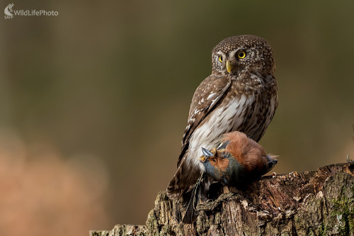 Lovec a korisť, Ľubomír Ondráško