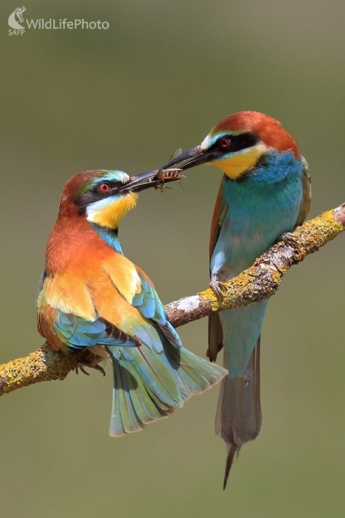 Odovzdávanie daru, Vladimír Michalec