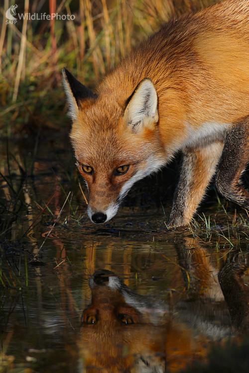 V zrkadle, Dominik Kalata