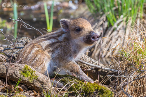 Diviak lesný (Sus scrofa), Jaroslav Praženka