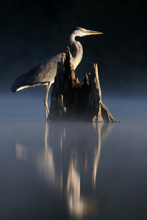 Volavka popolavá (Ardea cinerea), Martin Šabík