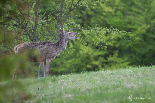 Ranné zívanie, Martin Vondra