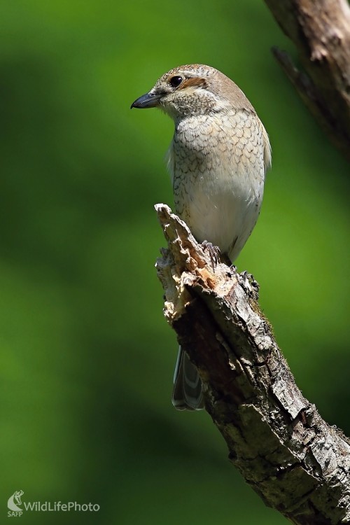 Strakošica, Maroš Detko