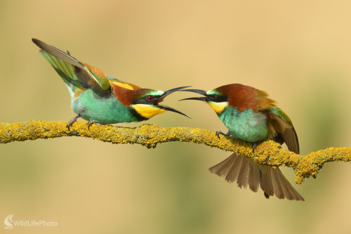 Škriepky..., Vladimír Sabo