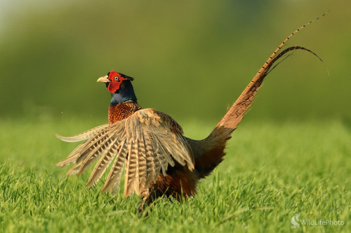 V rannej rose, Vladimír Sabo