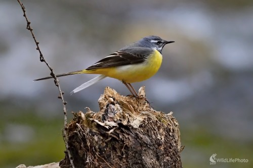 Trasochvost horský, Maroš Detko