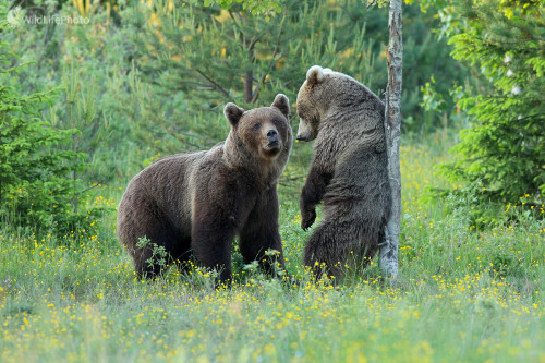 Medvedie dvorenie, Dominik Kalata
