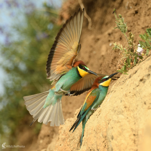Včelárik zlatý, Vladimír Sabo