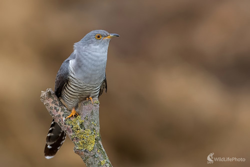 Kuk, Ľubomír Ondráško