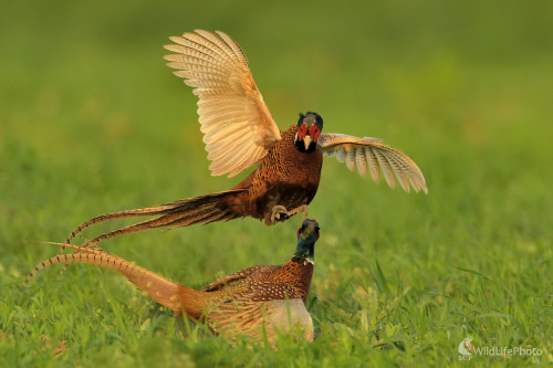 Sokovia, Vladimír Sabo