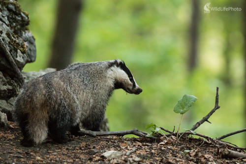 Tajuplný obyvateľ lesa, Martin Vondra