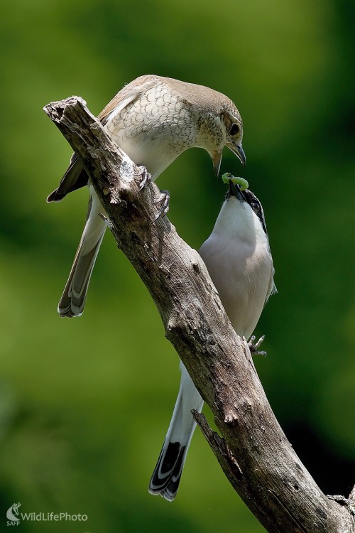 Svadobný dar, Maroš Detko