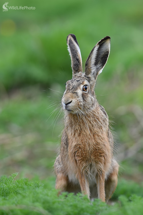 Zvedavec, Ľubomír Ondráško