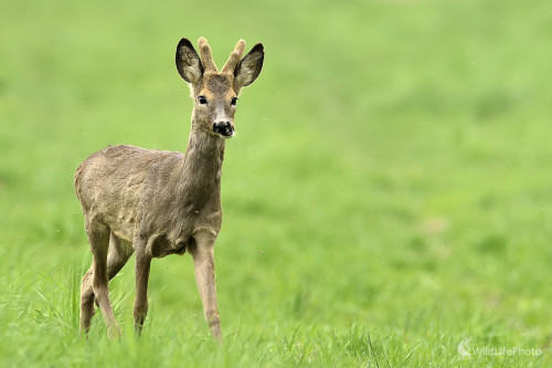 Vyskočená sánka..., Vladimír Sabo
