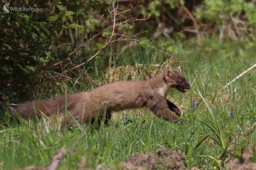 Šelmička na love, Vladimír Michalec