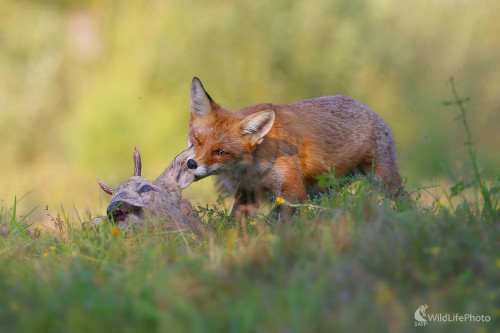 Bude hostina ..., Dominik Kalata