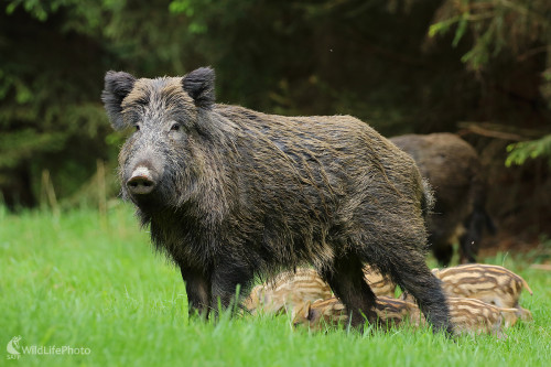diviačia rodinka, Peter Jurík