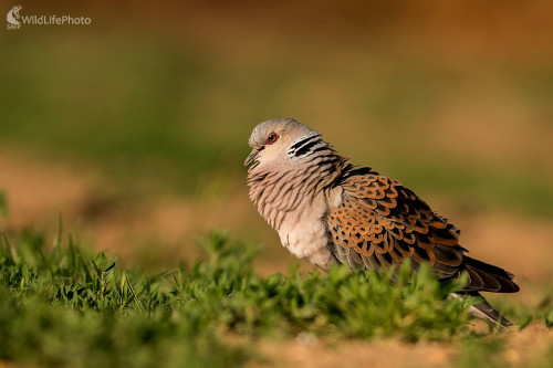 Hrdličiak, Ľubomír Ondráško
