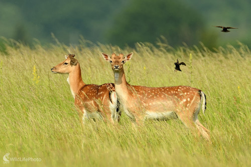 Už im pučia..., Vladimír Sabo
