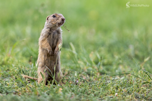 Syseľ pasienkový (Spermophilus citellus) , Jaroslav Praženka